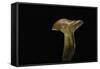 Lactarius Porninsis (Larch Milkcap)-Paul Starosta-Framed Stretched Canvas