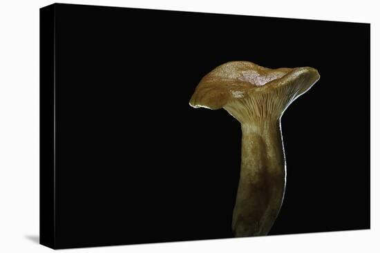 Lactarius Porninsis (Larch Milkcap)-Paul Starosta-Stretched Canvas