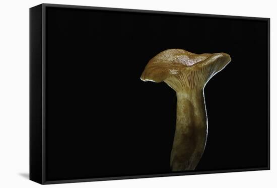 Lactarius Porninsis (Larch Milkcap)-Paul Starosta-Framed Stretched Canvas