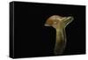 Lactarius Porninsis (Larch Milkcap)-Paul Starosta-Framed Stretched Canvas