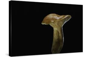 Lactarius Porninsis (Larch Milkcap)-Paul Starosta-Stretched Canvas