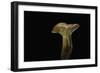 Lactarius Porninsis (Larch Milkcap)-Paul Starosta-Framed Photographic Print