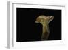 Lactarius Porninsis (Larch Milkcap)-Paul Starosta-Framed Photographic Print