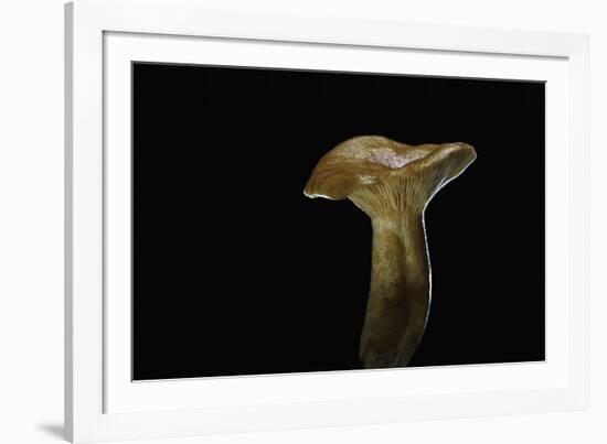 Lactarius Porninsis (Larch Milkcap)-Paul Starosta-Framed Photographic Print