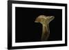 Lactarius Porninsis (Larch Milkcap)-Paul Starosta-Framed Photographic Print