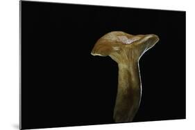 Lactarius Porninsis (Larch Milkcap)-Paul Starosta-Mounted Photographic Print