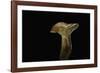 Lactarius Porninsis (Larch Milkcap)-Paul Starosta-Framed Photographic Print