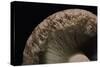 Lactarius Torminosus (Woolly Milkcap, Bearded Milkcap) - Detail-Paul Starosta-Stretched Canvas