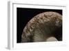 Lactarius Torminosus (Woolly Milkcap, Bearded Milkcap) - Detail-Paul Starosta-Framed Photographic Print