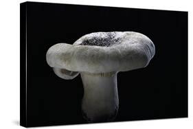 Lactarius Vellereus (Fleecy Milk-Cap)-Paul Starosta-Stretched Canvas