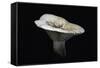 Lactarius Vellereus (Fleecy Milk-Cap)-Paul Starosta-Framed Stretched Canvas