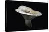 Lactarius Vellereus (Fleecy Milk-Cap)-Paul Starosta-Stretched Canvas