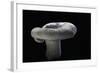 Lactarius Vellereus (Fleecy Milk-Cap)-Paul Starosta-Framed Photographic Print