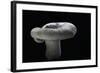 Lactarius Vellereus (Fleecy Milk-Cap)-Paul Starosta-Framed Photographic Print