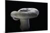 Lactarius Vellereus (Fleecy Milk-Cap)-Paul Starosta-Mounted Photographic Print