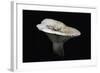 Lactarius Vellereus (Fleecy Milk-Cap)-Paul Starosta-Framed Photographic Print