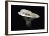 Lactarius Vellereus (Fleecy Milk-Cap)-Paul Starosta-Framed Photographic Print