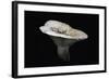 Lactarius Vellereus (Fleecy Milk-Cap)-Paul Starosta-Framed Photographic Print