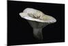 Lactarius Vellereus (Fleecy Milk-Cap)-Paul Starosta-Mounted Photographic Print