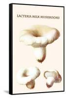 Lacteria Milk Mushrooms-Edmund Michael-Framed Stretched Canvas