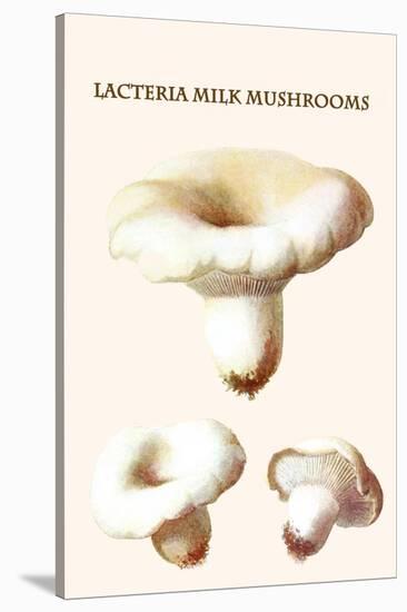Lacteria Milk Mushrooms-Edmund Michael-Stretched Canvas