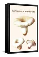 Lacteria Milk Mushrooms-Edmund Michael-Framed Stretched Canvas