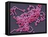 Lactobacillus Casei Bacteria, SEM-Steve Gschmeissner-Framed Stretched Canvas