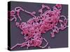 Lactobacillus Casei Bacteria, SEM-Steve Gschmeissner-Stretched Canvas