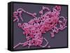 Lactobacillus Casei Bacteria, SEM-Steve Gschmeissner-Framed Stretched Canvas