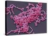 Lactobacillus Casei Bacteria, SEM-Steve Gschmeissner-Stretched Canvas