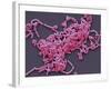 Lactobacillus Casei Bacteria, SEM-Steve Gschmeissner-Framed Photographic Print