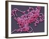 Lactobacillus Casei Bacteria, SEM-Steve Gschmeissner-Framed Photographic Print