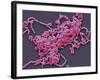 Lactobacillus Casei Bacteria, SEM-Steve Gschmeissner-Framed Photographic Print