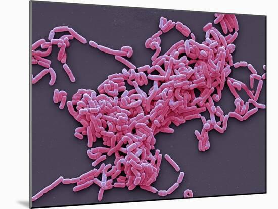 Lactobacillus Casei Bacteria, SEM-Steve Gschmeissner-Mounted Photographic Print