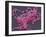 Lactobacillus Casei Bacteria, SEM-Steve Gschmeissner-Framed Photographic Print