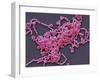 Lactobacillus Casei Bacteria, SEM-Steve Gschmeissner-Framed Photographic Print