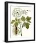 Chelsea Black