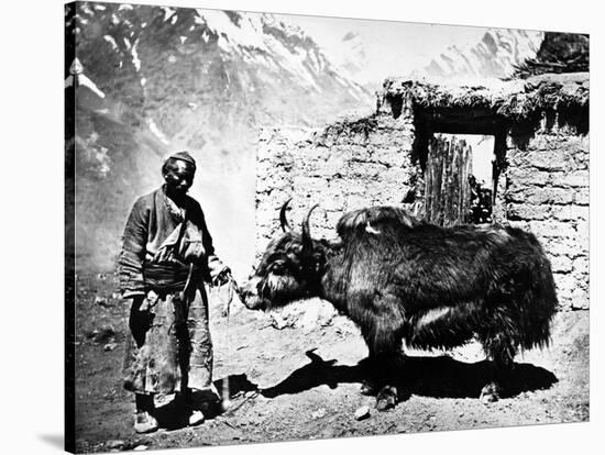 Ladakhi Yak, C.1860-80-null-Stretched Canvas