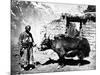 Ladakhi Yak, C.1860-80-null-Mounted Photographic Print