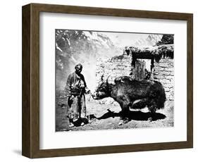 Ladakhi Yak, C.1860-80-null-Framed Photographic Print