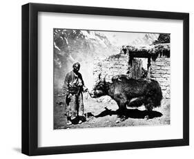 Ladakhi Yak, C.1860-80-null-Framed Photographic Print