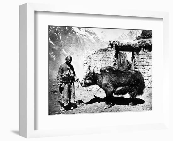 Ladakhi Yak, C.1860-80-null-Framed Photographic Print