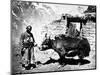 Ladakhi Yak, C.1860-80-null-Mounted Photographic Print