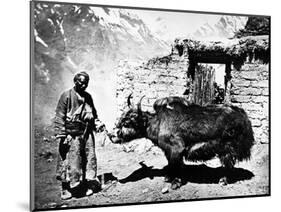 Ladakhi Yak, C.1860-80-null-Mounted Photographic Print