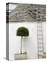 Ladder and Potted Tree, Trulli Houses, Alberobello, Puglia, Italy-Walter Bibikow-Stretched Canvas