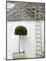 Ladder and Potted Tree, Trulli Houses, Alberobello, Puglia, Italy-Walter Bibikow-Mounted Photographic Print