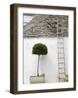 Ladder and Potted Tree, Trulli Houses, Alberobello, Puglia, Italy-Walter Bibikow-Framed Photographic Print