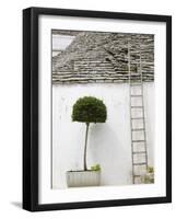 Ladder and Potted Tree, Trulli Houses, Alberobello, Puglia, Italy-Walter Bibikow-Framed Photographic Print