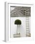 Ladder and Potted Tree, Trulli Houses, Alberobello, Puglia, Italy-Walter Bibikow-Framed Photographic Print