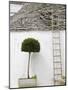 Ladder and Potted Tree, Trulli Houses, Alberobello, Puglia, Italy-Walter Bibikow-Mounted Photographic Print